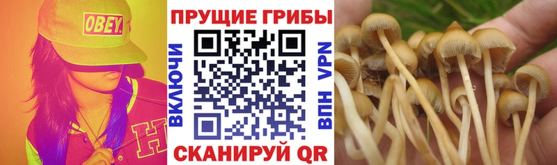 купить наркотики цена  Губаха  Псилоцибиновые грибы Cubensis 